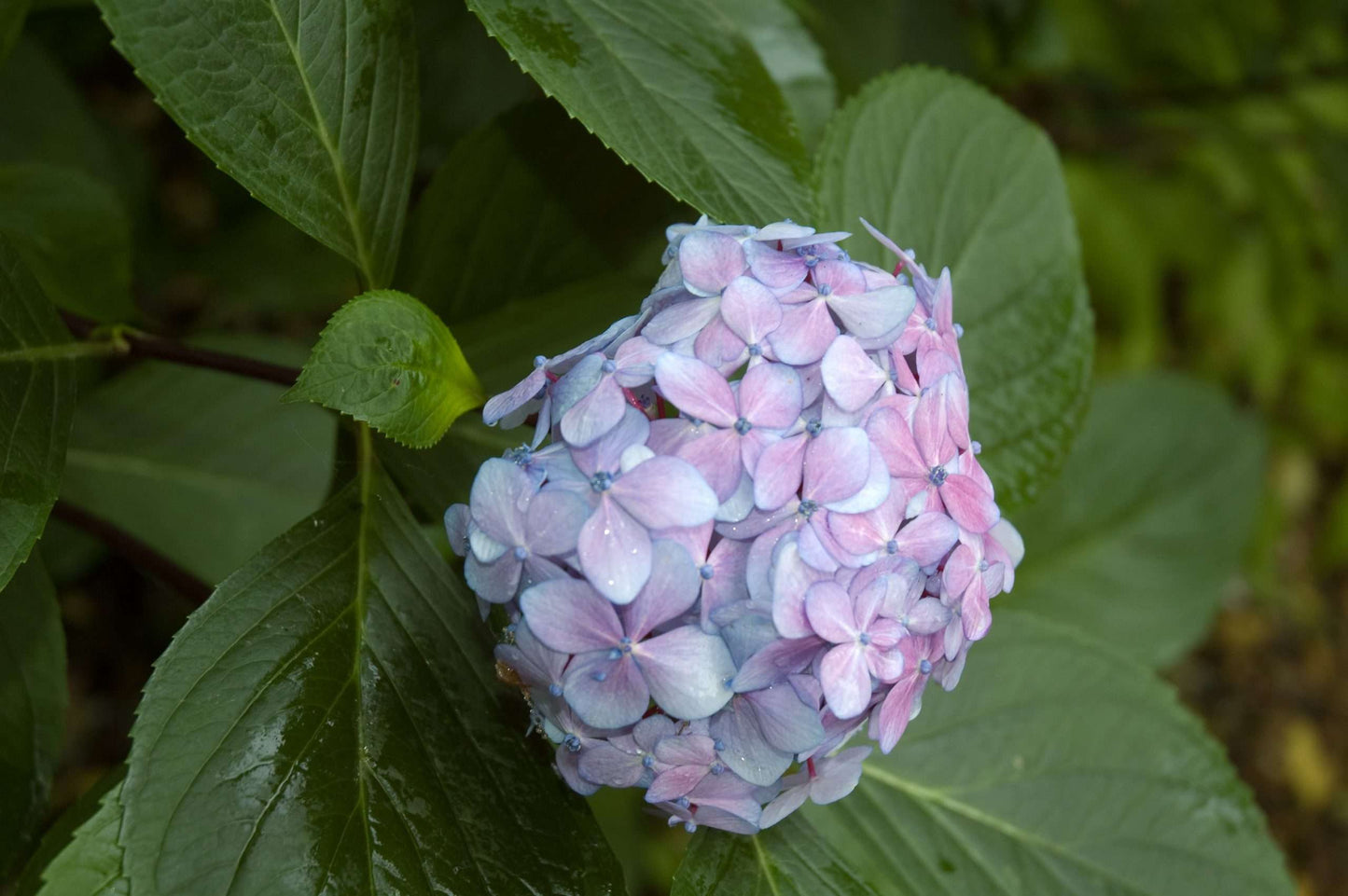 Hydrangea macrophylla Nigra