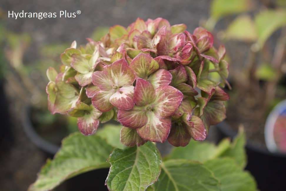 Hydrangea macrophylla 'Pistachio' ™