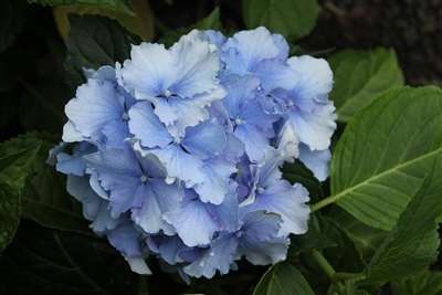 Hydrangea macrophylla 'Spike' PP26826