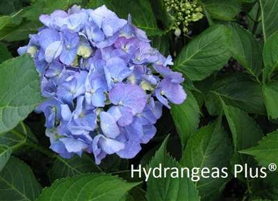 Hydrangea macrophylla 'Deutschland'