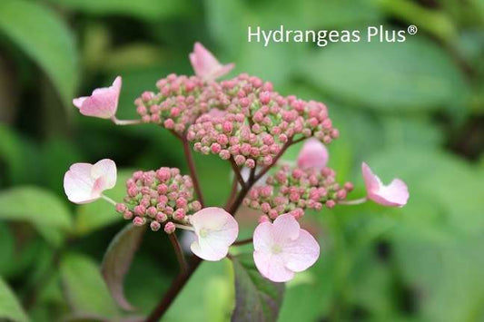 Hydrangea serrata 'Chishima'