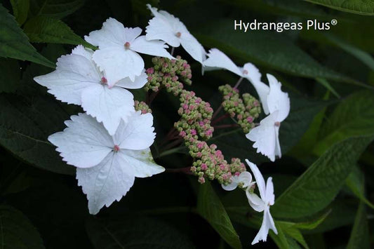 Hydrangea serrata 'Grayswood'
