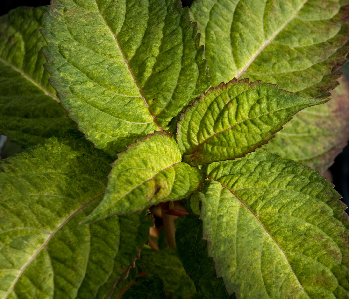 Hydrangea serrata 'O Amacha Nishiki'