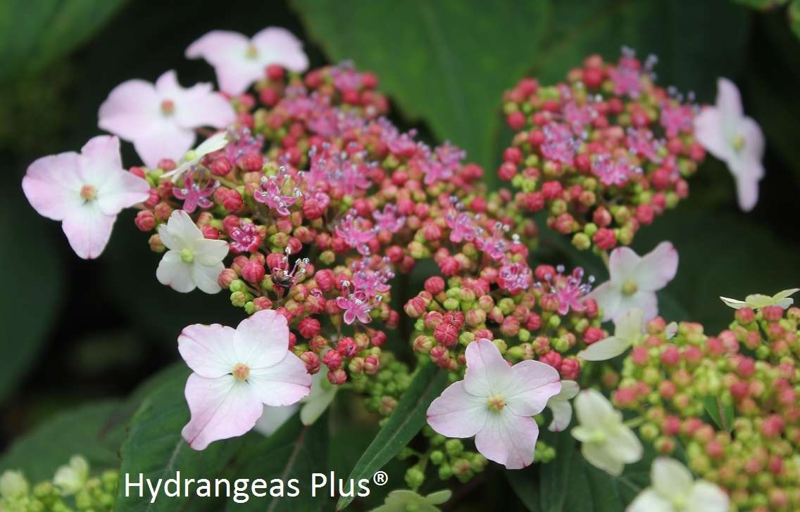 Hydrangea serrata 'Omacha'