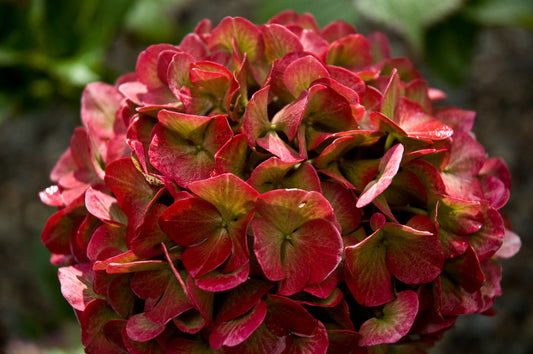 Hydrangea macrophylla ‘Glowing Embers’