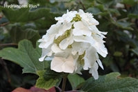 Hydrangea quercifolia 'Munchkin'