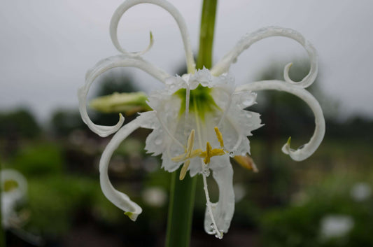 Hymenocallis festalis Zwaneburg