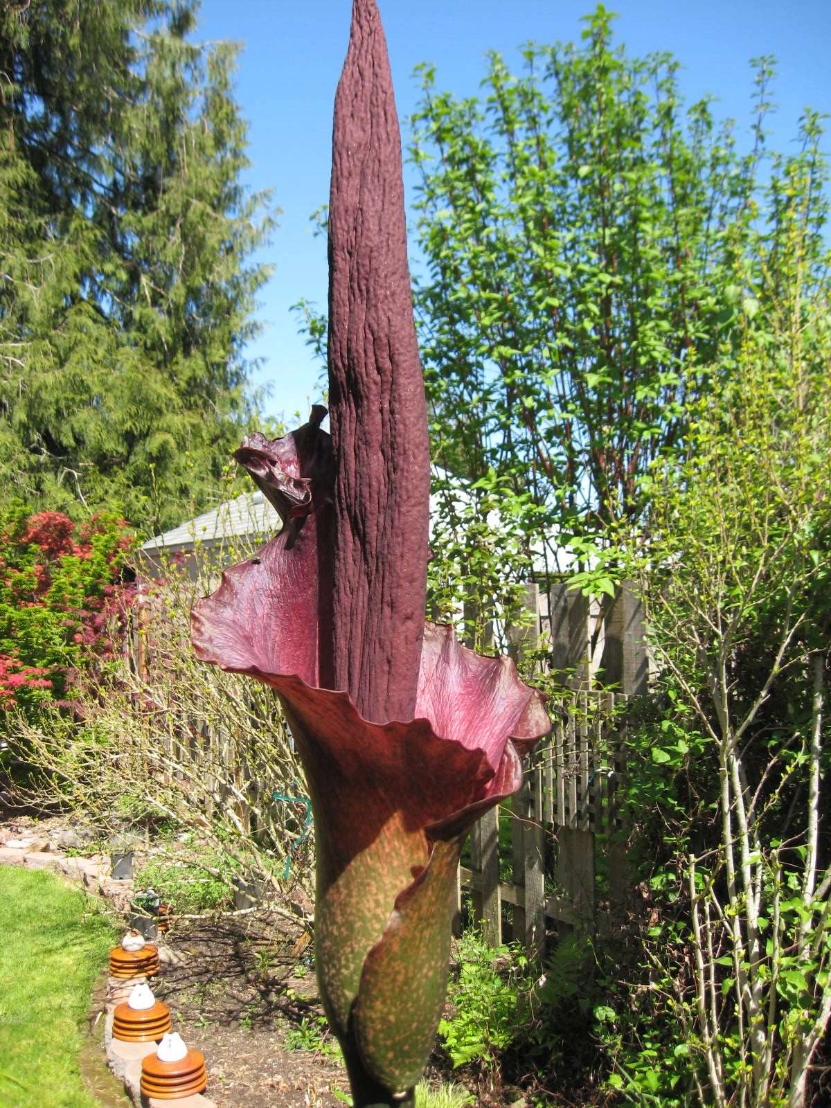 Amorphophallus konjac