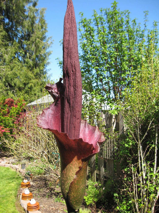 Amorphophallus konjac