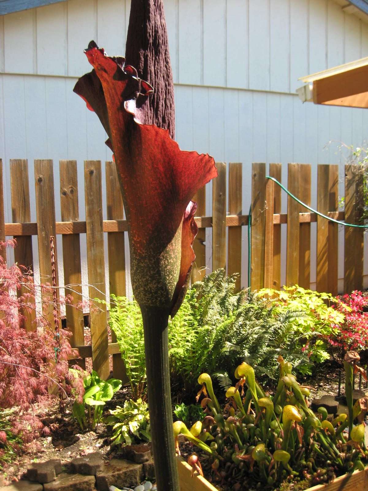 Amorphophallus konjac