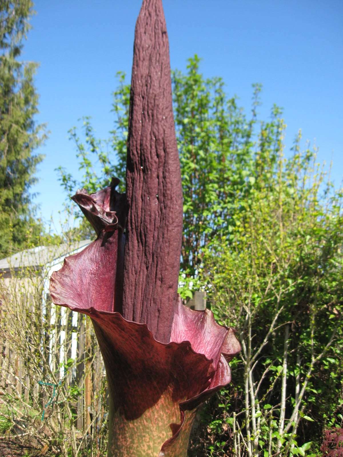 Amorphophallus konjac