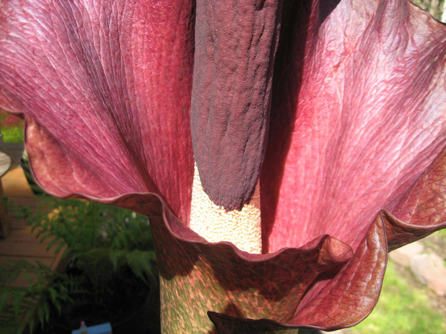 Amorphophallus konjac