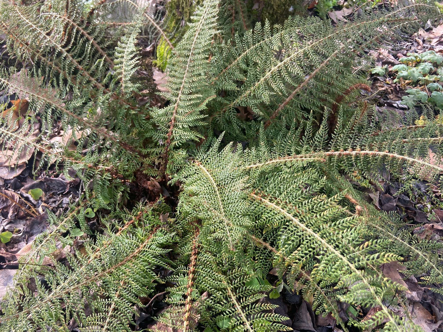 Polystichum setiferum var divisilobum