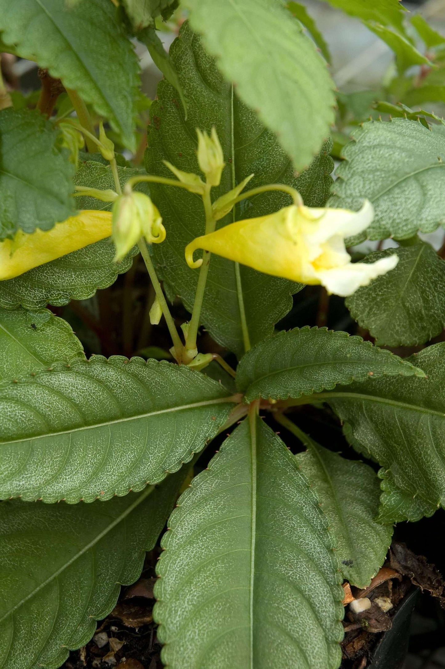 Impatiens omeiana 'Ice Storm'