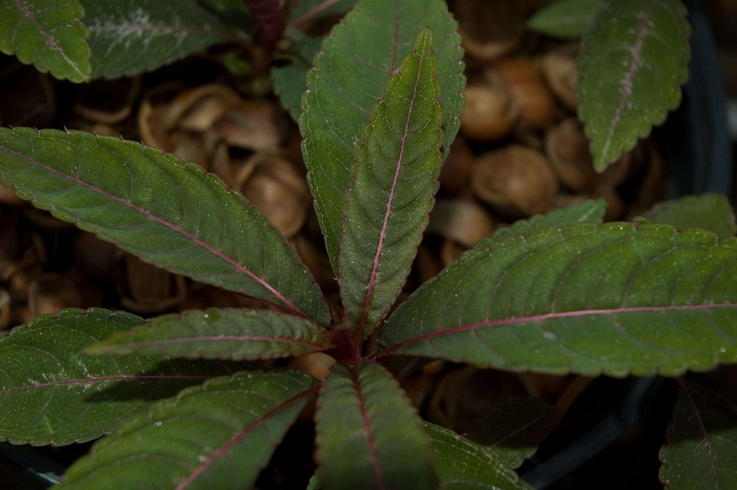 Impatiens omeiana 'Silver Pink'