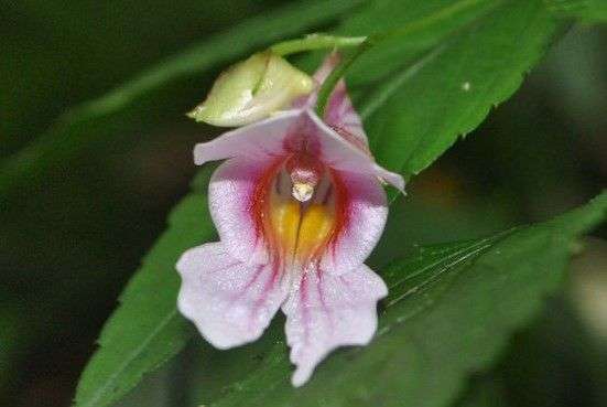 Impatiens oxyanthera 'Milo'