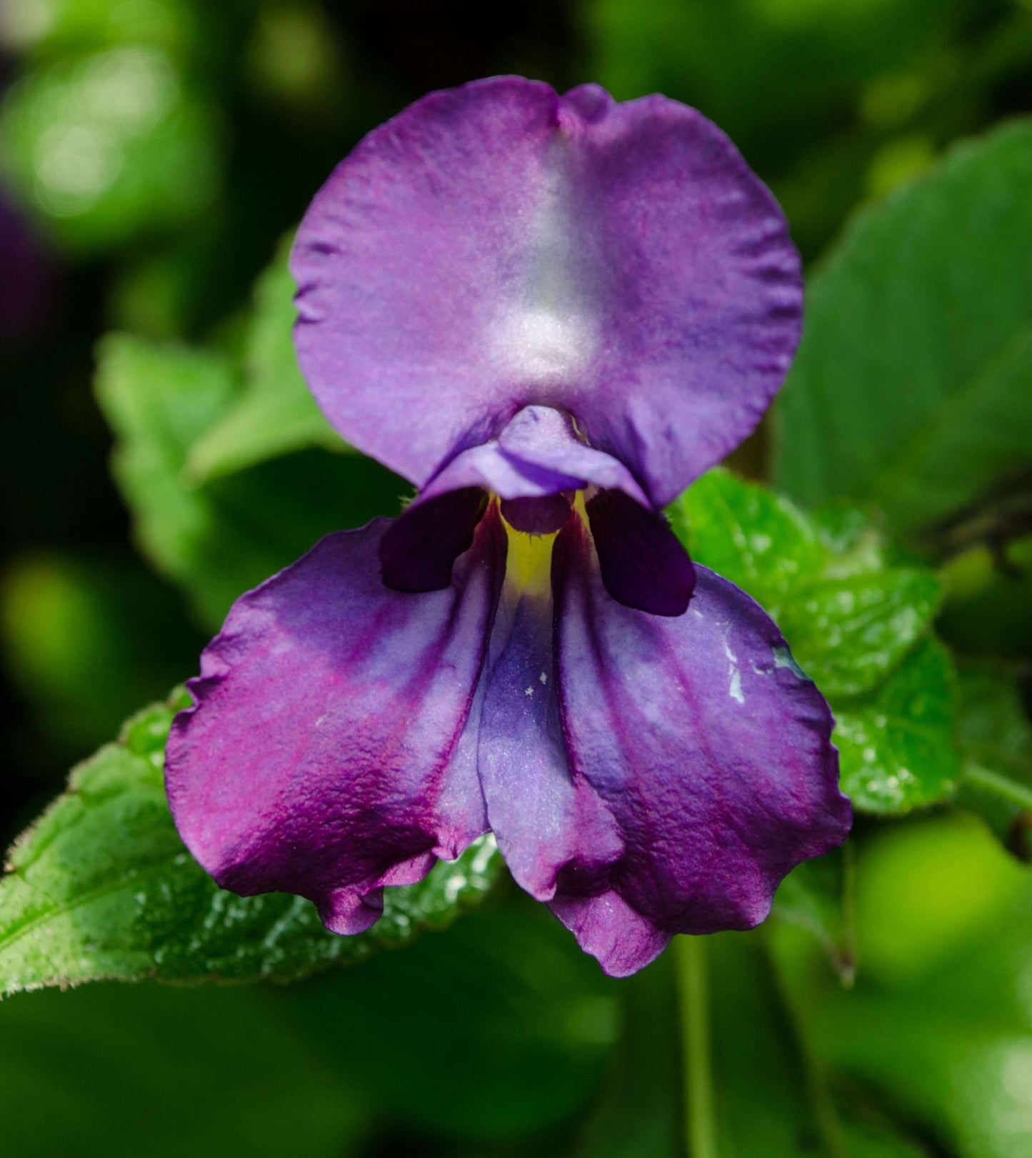 Impatiens puberula