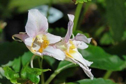 Impatiens qingchengshanica