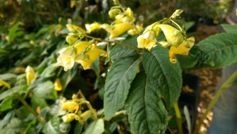 Impatiens pritzelii 'Sichuan Gold'