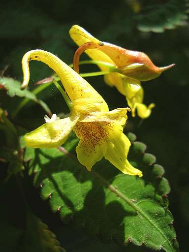 Impatiens stenantha