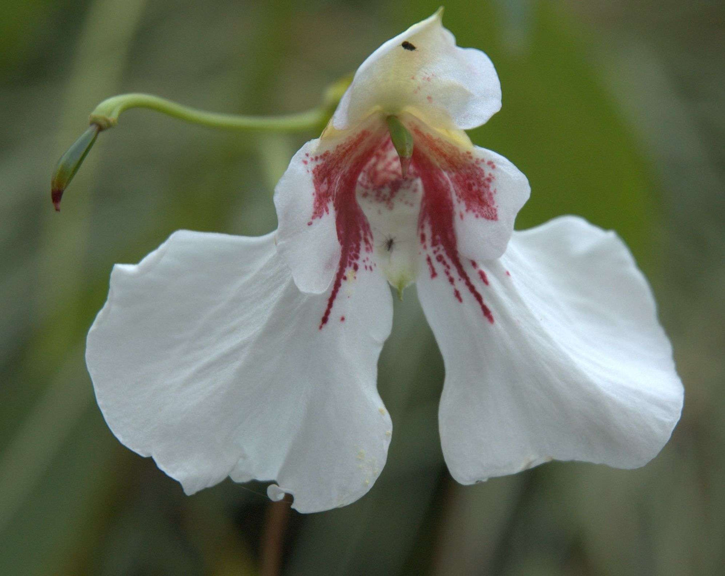 Impatiens tinctoria