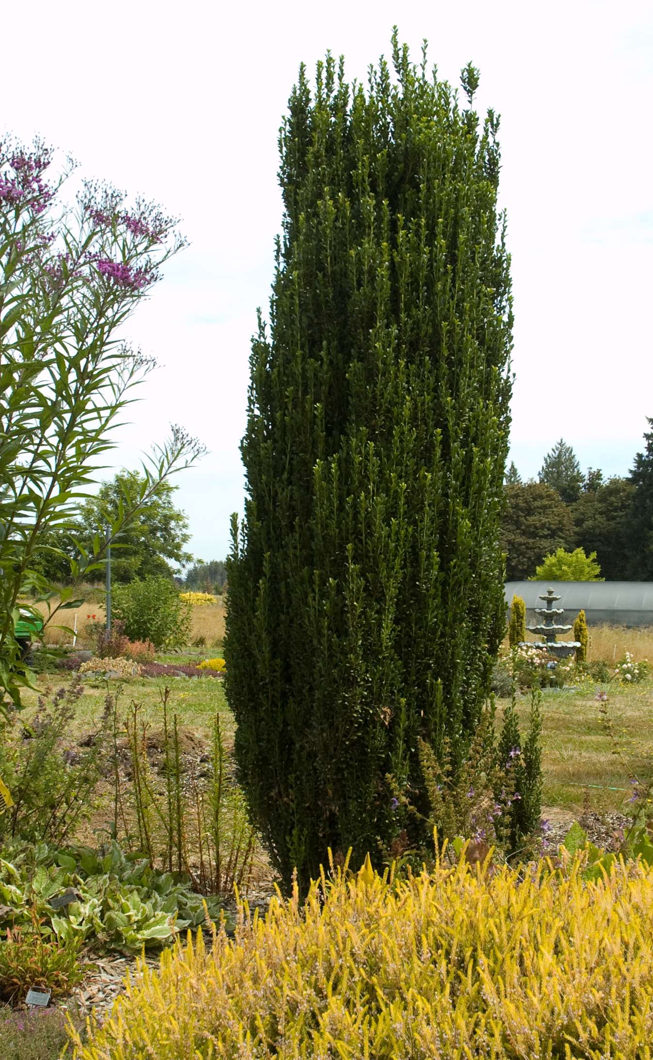 Ilex creanata Sky Pencil