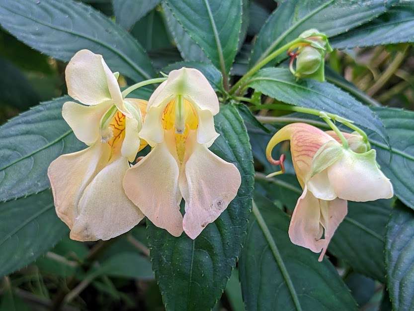 Impatiens mengtszeana