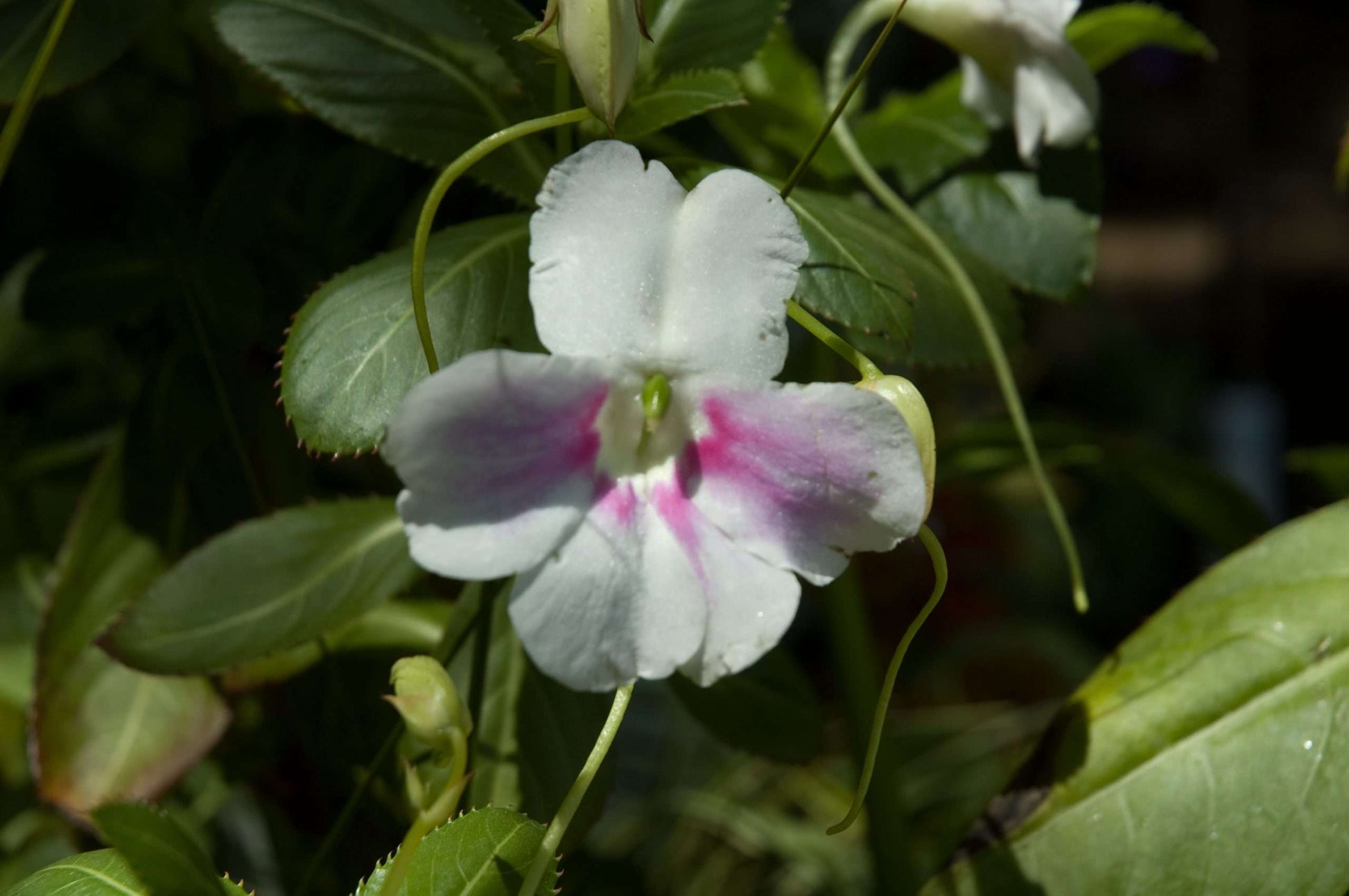 Impatiens sodenii 'Flash'