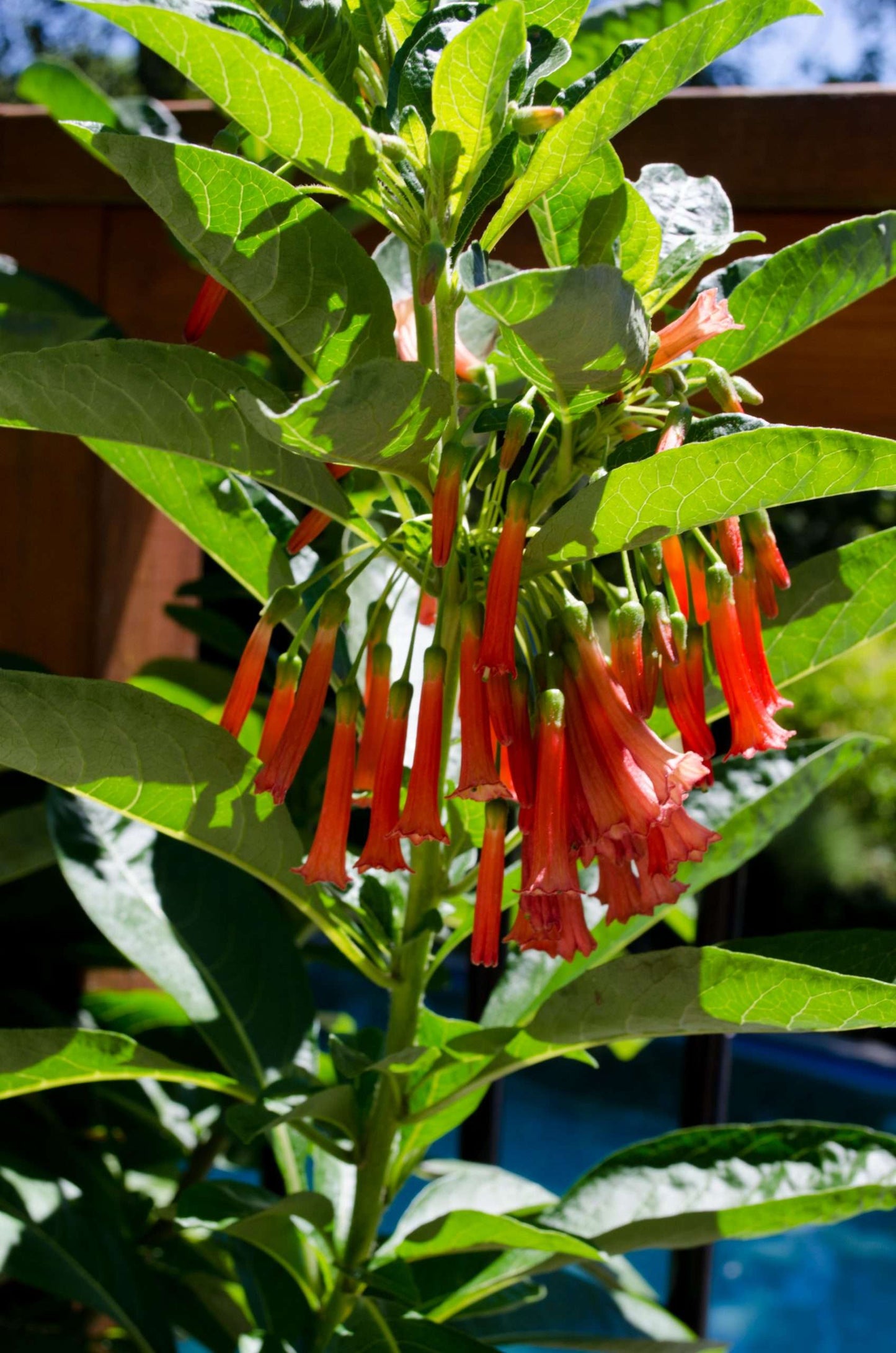 Iochroma coccinea