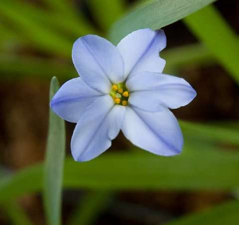 Ipheion uniflorum 'Wisely Blue'