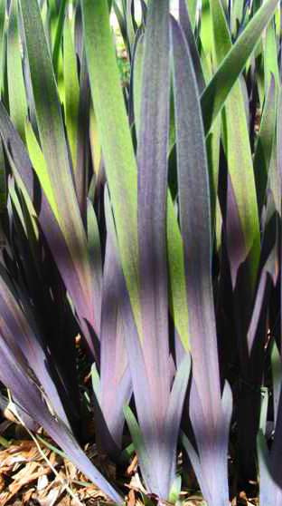 Iris x robusta 'Gerald Darby'