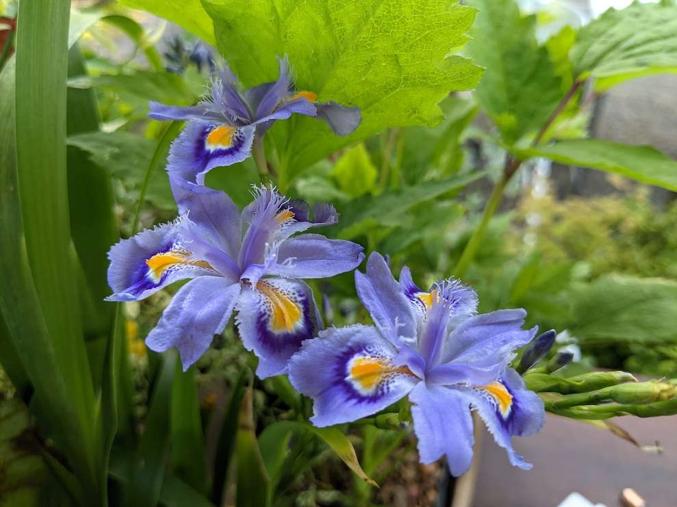 Iris japonica 'Petite form'