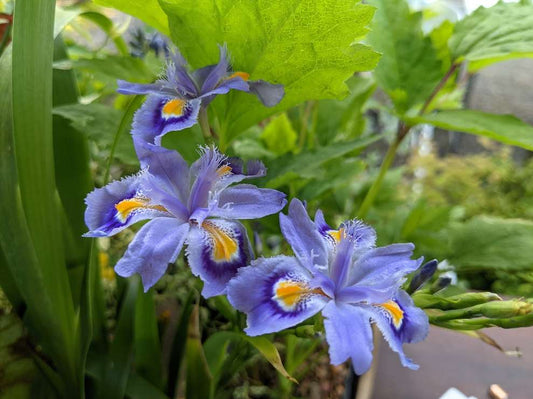 Iris japonica 'Petite form'