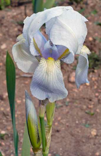 Iris florentina