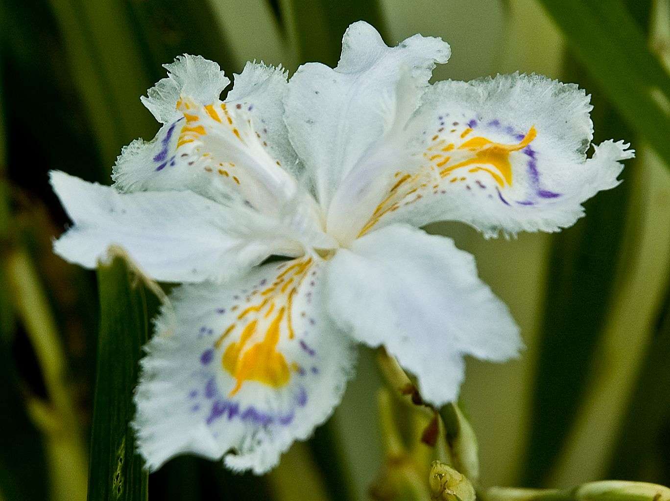 Iris japonica 'Aphrodite'