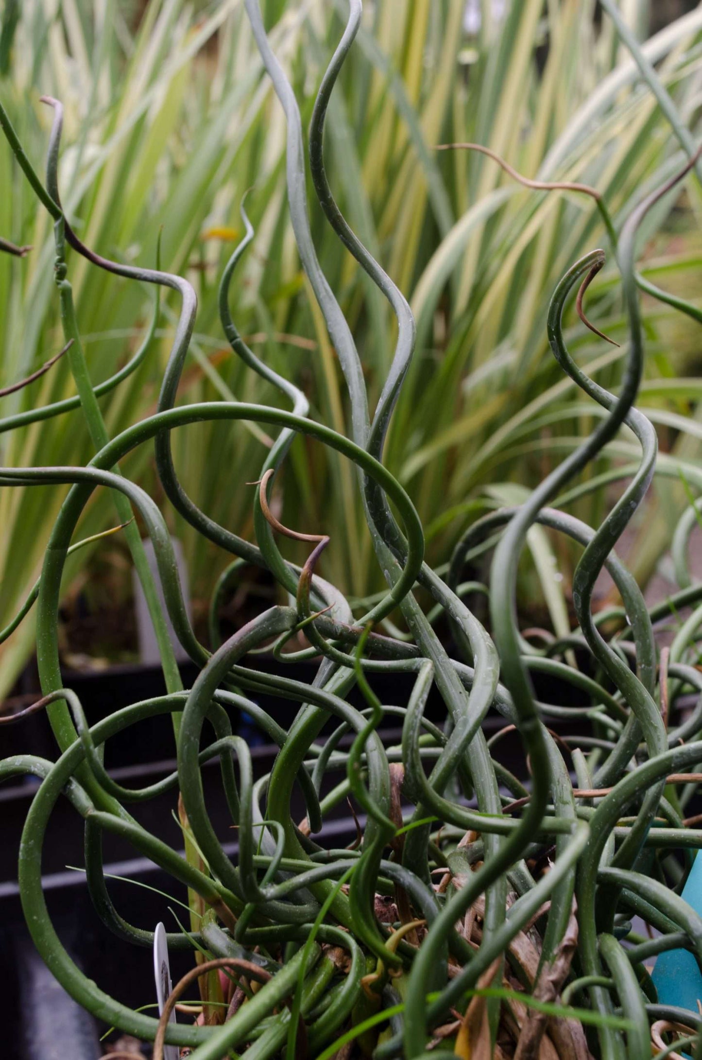 Juncus effusus Unicorn