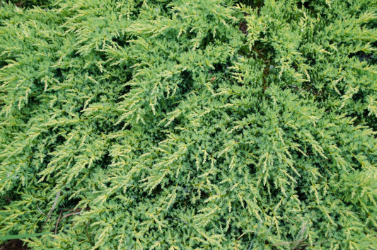 Juniper Daubs Frosted