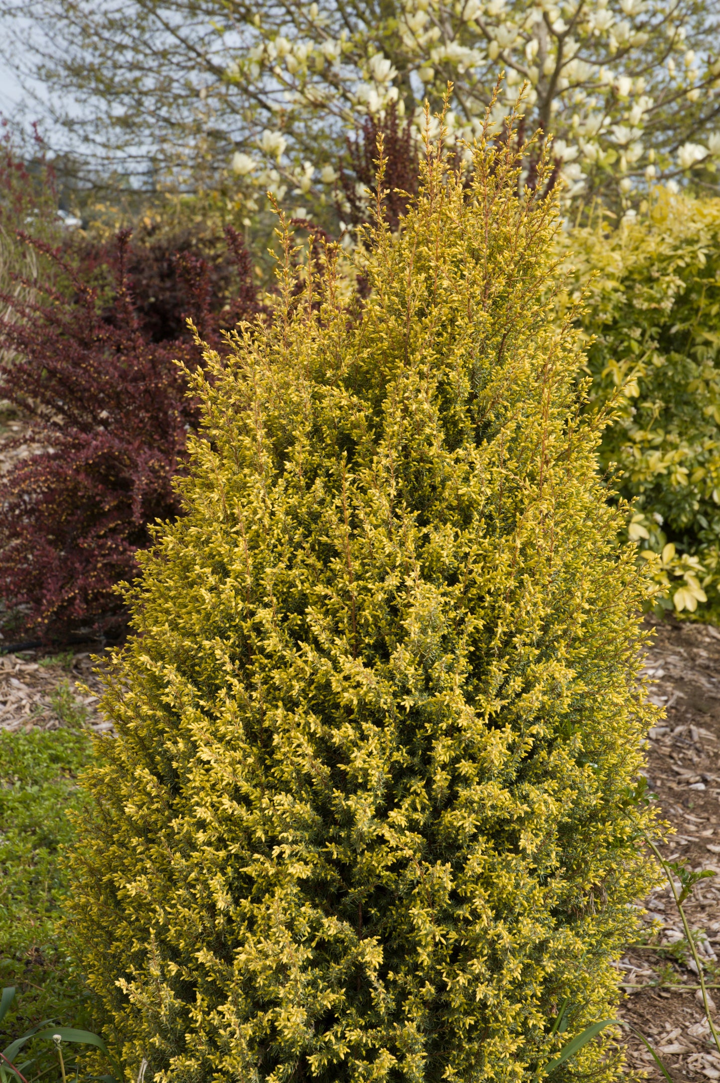 Juniperus communis 'Gold Cone'