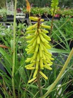 Kniphofia 'Little Maid'