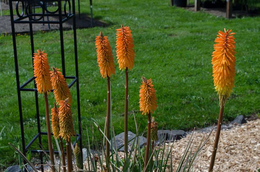 Kniphofia 'Bees Sunset'