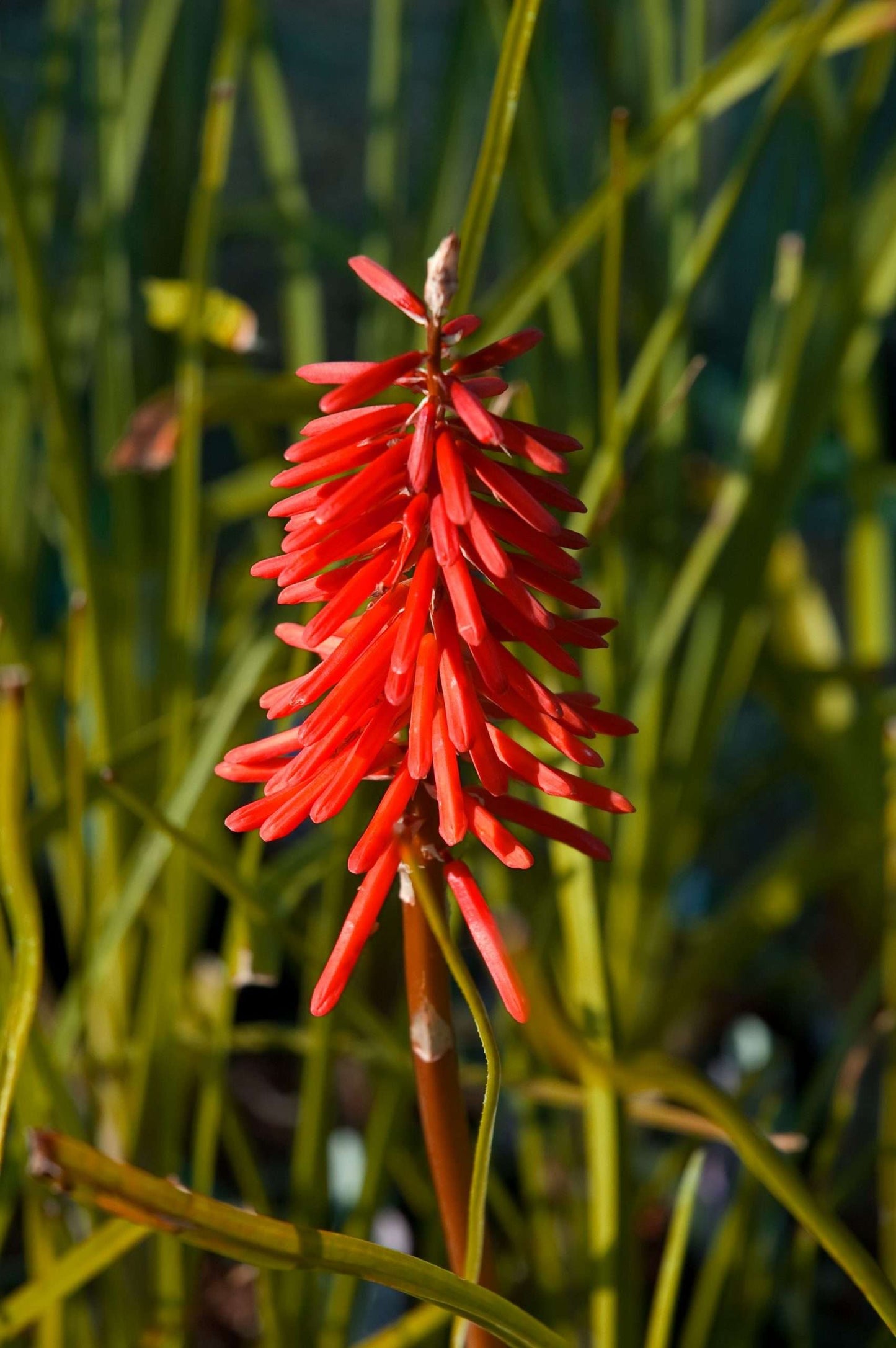 Kniphofia 'Nancy's Red'