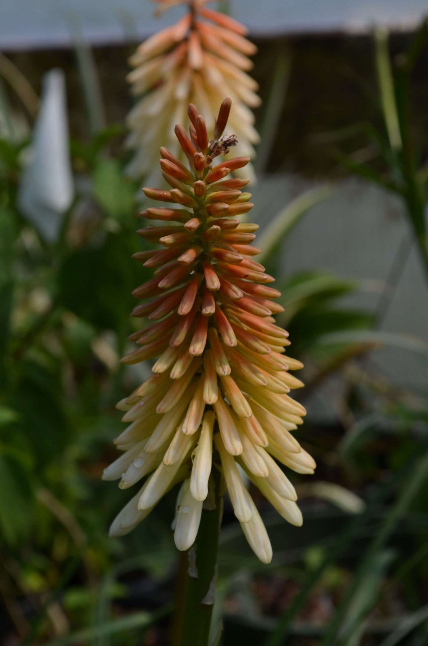 Kniphofia 'Toffee Nosed'