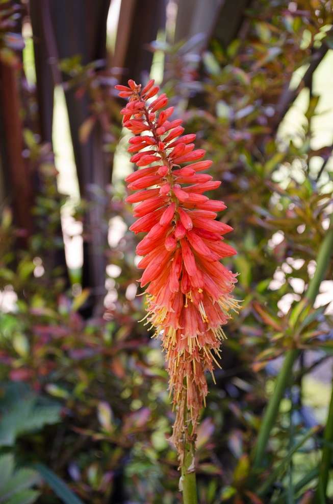 Kniphofia 'Wol's Red'