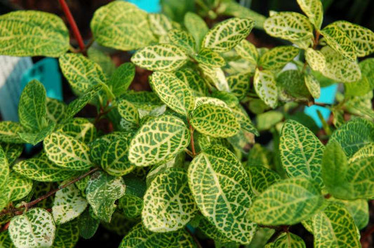 Lonicera japonica 'Aureoreticulata'