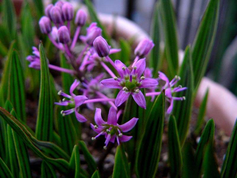 Ledebouria cooperi