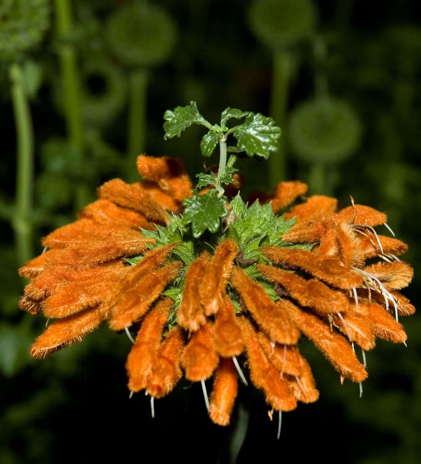 Leonotis leonurus