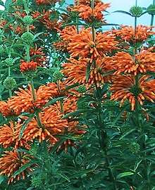 Leonotis menthifolia