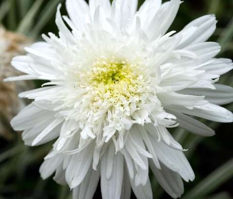 Leucanthemum x superbum 'Esther Reed'