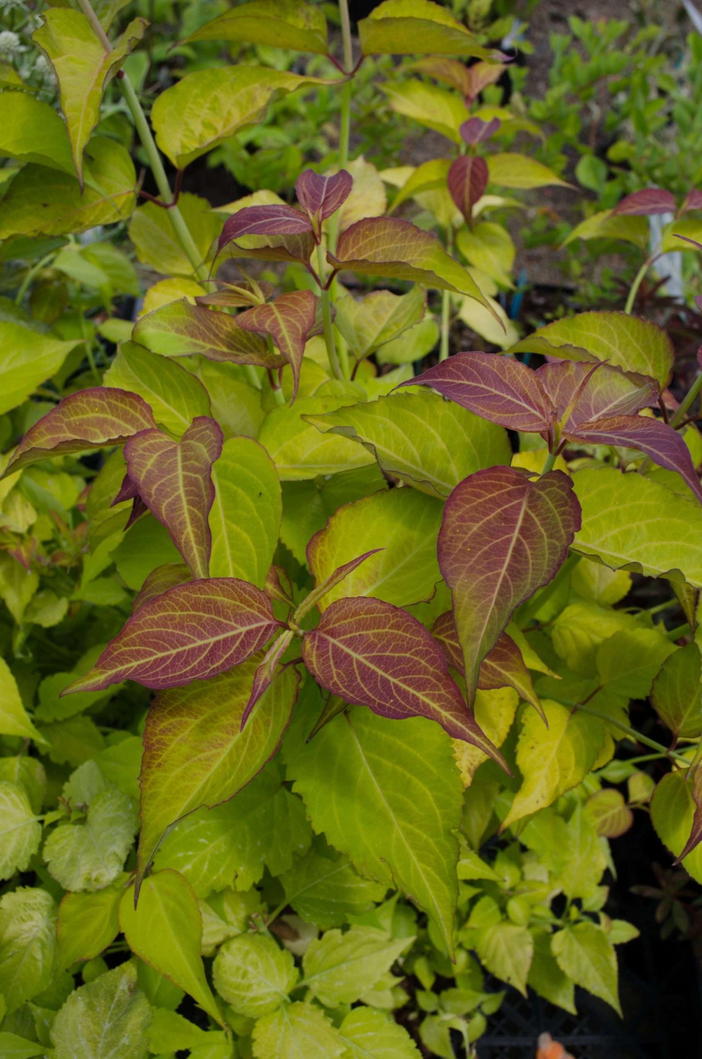 Leycesteria formosana 'Jealousy'