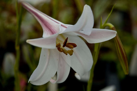 Lilium formosanum var. formosanum